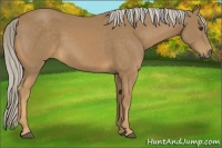 Horse Color:Palomino 