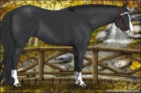 Horse Color:Black Splash