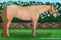 Horse Color:Bay Pearl Rabicano