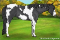 Horse Color:Blue Roan Tobiano Frame 