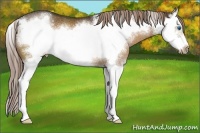 Horse Color:Liver Chestnut Sabino Splash Frame Rabicano