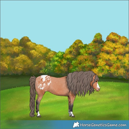 Horse Color:Bay Varnish 