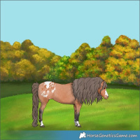 Horse Color:Bay Appaloosa 