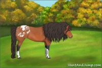 Horse Color:Bay Appaloosa 