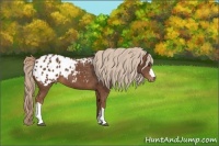 Horse Color:Chestnut Appaloosa