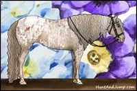 Horse Color:White Spotted Liver Chestnut Pearl Appaloosa  and Liver Chestnut Pearl Appaloosa 