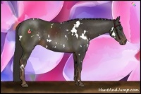 Horse Color:White Spotted Liver Chestnut 