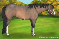 Horse Color:White Spotted Buckskin Roan 