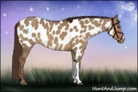 Horse Color:Liver Red Dun Appaloosa 