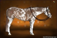 Horse Color:Liver Chestnut Sabino