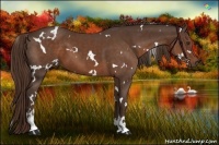 Horse Color:White Spotted Liver Chestnut Sabino 