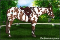 Horse Color:Liver Chestnut Appaloosa 