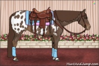 Horse Color:Liver Chestnut Appaloosa 