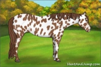 Horse Color:Chestnut Near Leopard 