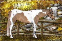 Horse Color:Chocolate Palomino Tobiano 