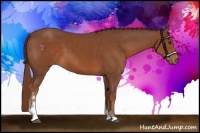 Horse Color:Chestnut Sabino