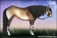 Horse Color:Buckskin Onyx 