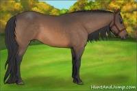Horse Color:Buckskin 