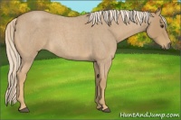 Horse Color:Palomino Roan 