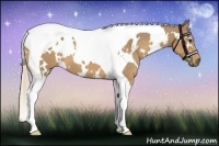 Horse Color:White Spotted Palomino Tobiano
