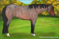 Horse Color:Bay Roan 