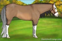 Horse Color:Bay Dun Splash 