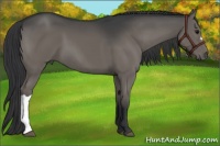 Horse Color:Black 
