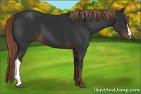 Horse Color:Liver Chestnut