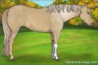 Horse Color:Palomino Dun