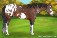 Horse Color:Bay Splash Frame Appaloosa