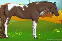 Horse Color:Liver Chestnut Sabino Tobiano