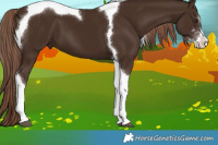 Horse Color:Liver Chestnut Sabino Tobiano 