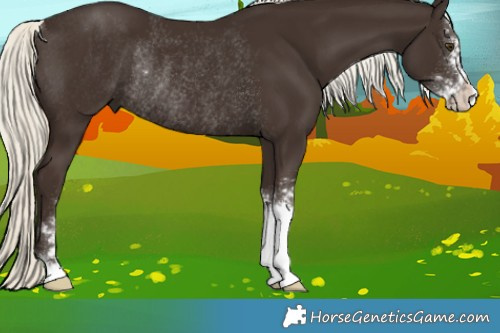 Horse Color:Liver Chestnut Mushroom Sabino Rabicano 