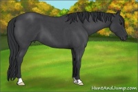 Horse Color:Blue Roan 