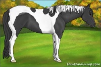 Horse Color:Smoky Black Tobiano 