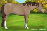 Horse Color:Classic Champagne 