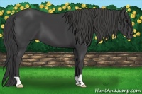 Horse Color:Smoky Black