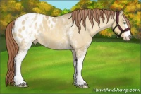 Horse Color:White Spotted Sable Cream Champagne Dun Appaloosa 