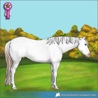 Horse Color:Chestnut Appaloosa 