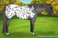 Horse Color:Smoky Blue Roan Appaloosa 