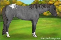Horse Color:Smoky Blue Roan Appaloosa 
