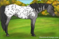 Horse Color:Blue Roan Near Leopard 