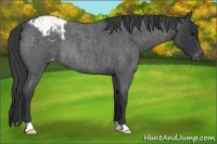 Horse Color:Blue Roan Blanket Rabicano 