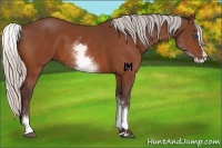 Horse Color:White Spotted Silver Bay Splash