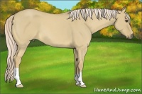 Horse Color:Palomino Roan Dun
