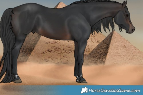 Horse Color:Brown 