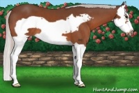 Horse Color:Silver Bay Splash Frame