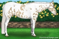 Horse Color:Palomino Tobiano Appaloosa 
