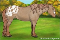 Horse Color:Red Dun Appaloosa