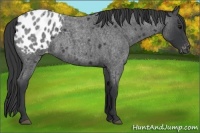 Horse Color:Blue Roan Appaloosa